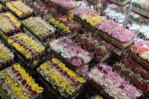 Flores de corte prontas para a comercialização em Holambra, SP.