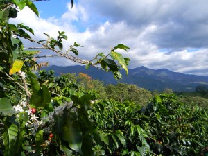 Produção de café nas encostas dos Andes na Colômbia. Foto ABJ 2014