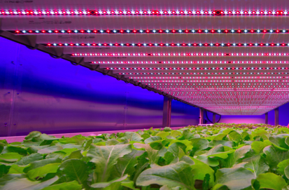Produção vertical de folhosas com luz artificial. Foto: Grow Group